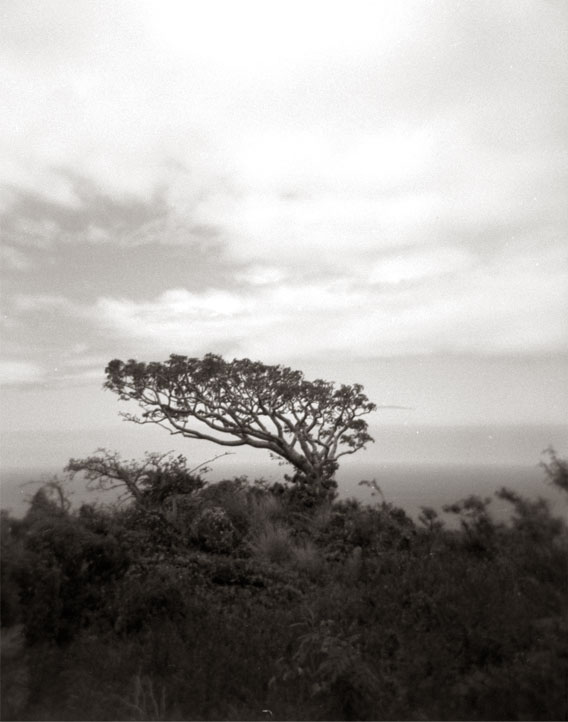Is any Tree a Common Tree? - Silver Gelatin Photography by Gwen Arkin