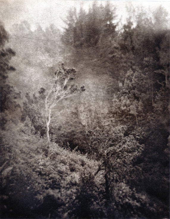 'Ohia Lost - Photogravure Photography by Gwen Arkin