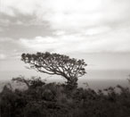 Is any Tree a Common Tree? - Silver Gelatin Photography by Gwen Arkin